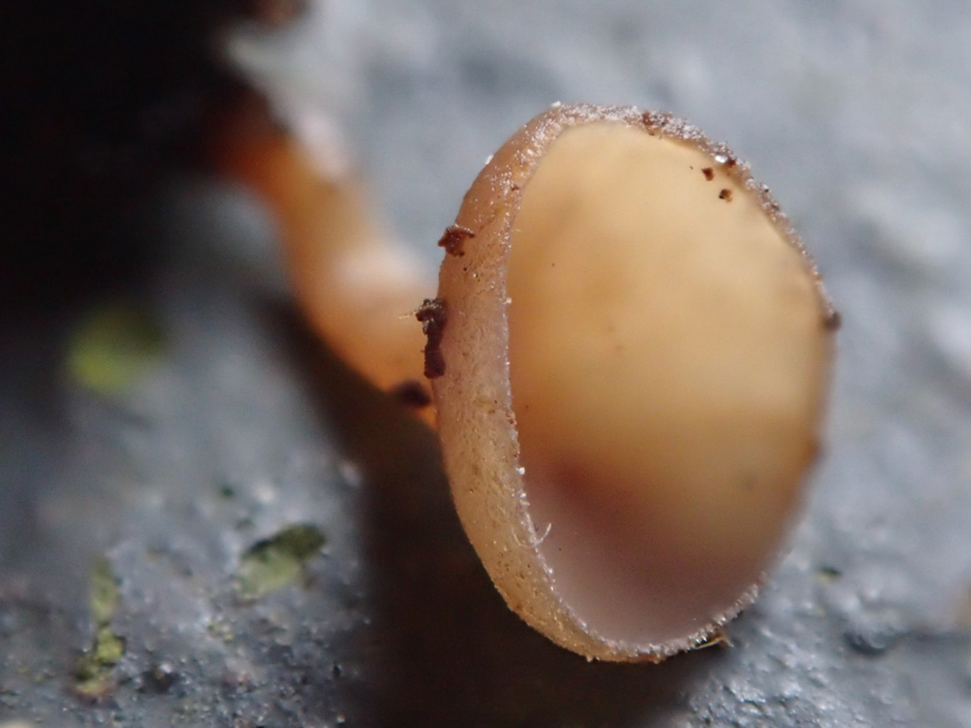 Photo © Sarah Ebdon Monilinia johnsonii by Sarah Ebdon